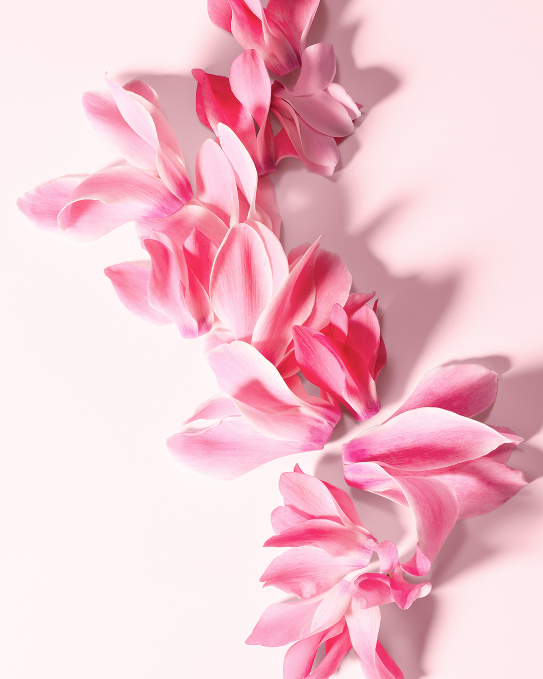 DG_FF_ROYAL_CYCLAMEN_IMPERATRICE_EDT_100ML_8057971182053_JPG_4_5_300DPI