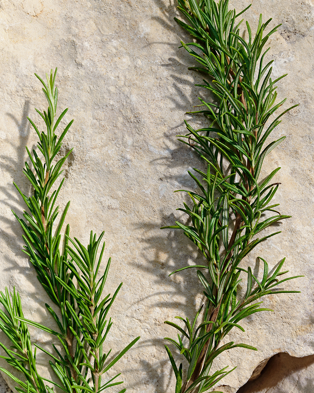 DG_FF25_LB_EC_INGR_ROSEMARY_NEW_LBPH_EDT_100ML_8057971188116_JPG_4_5_300DPI