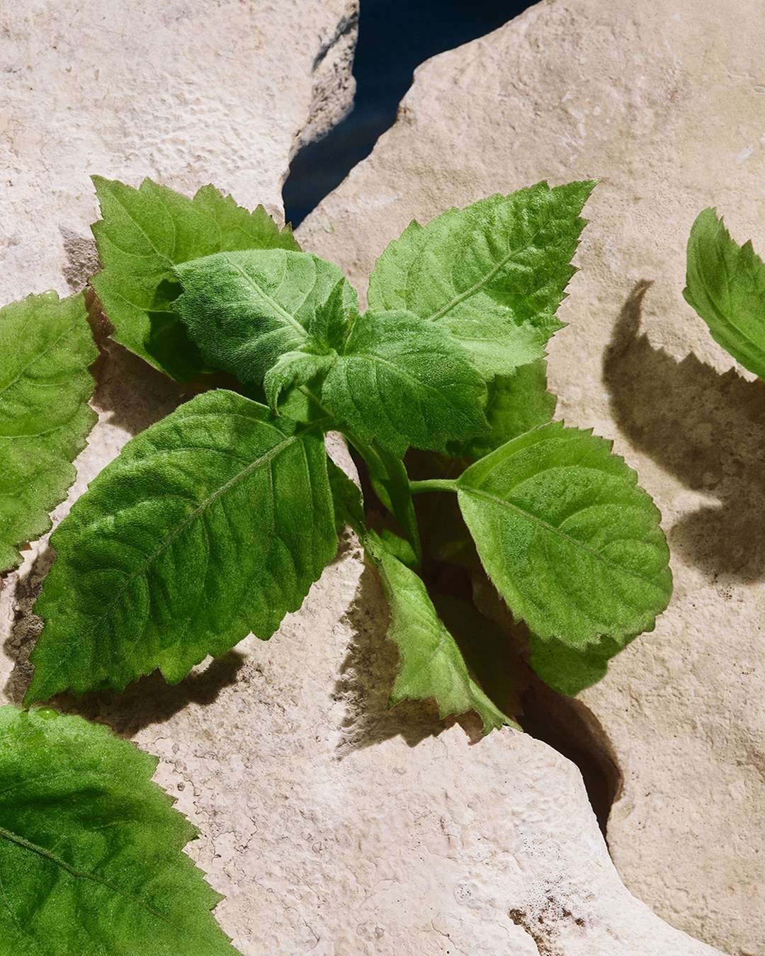 DG_FF25_LB_EC_INGR_PATCHOULI_NEW_LBPH_EDT_100ML_8057971188116_JPG_4_5_300DPI