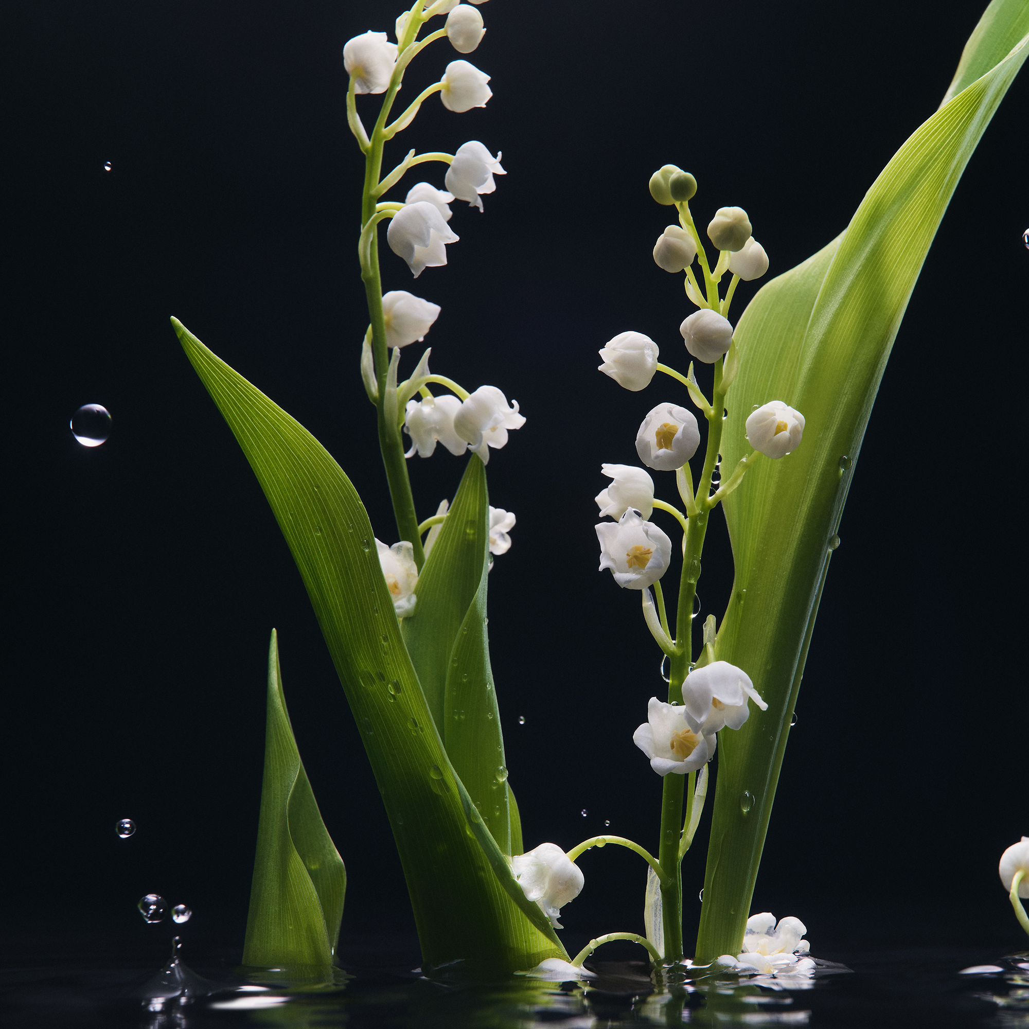 DG_FF_LILY_OF_THE_VALLET_JPG_1_1_300DPI