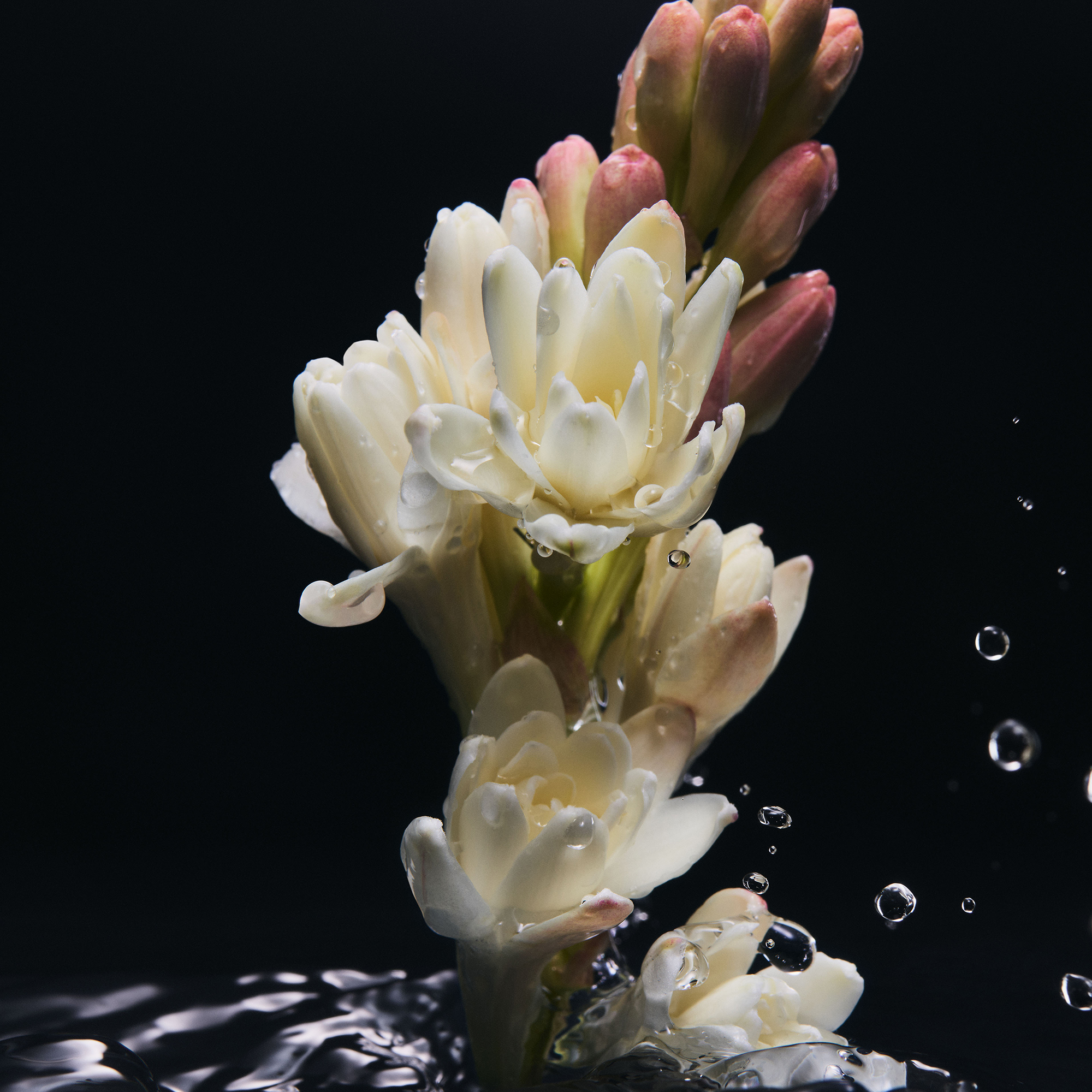 DG_FF_TUBEROSE_JPG_1_1_300DPI
