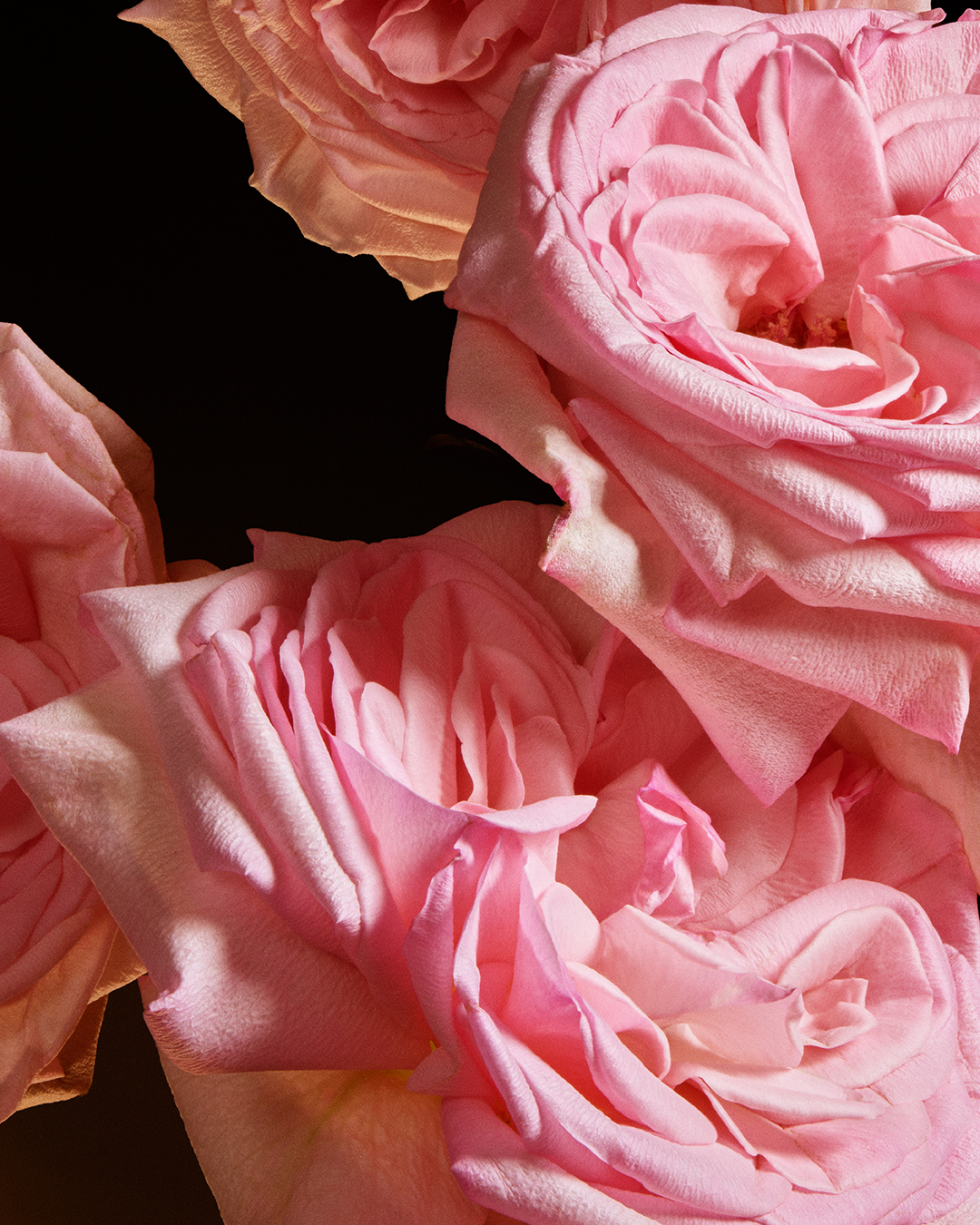 DG_FF_26_EC_SINGLE_INGRED_ROSE_TO_GOLD_EDPI_75ML_8057971188680_JPG_4_5_300DPI