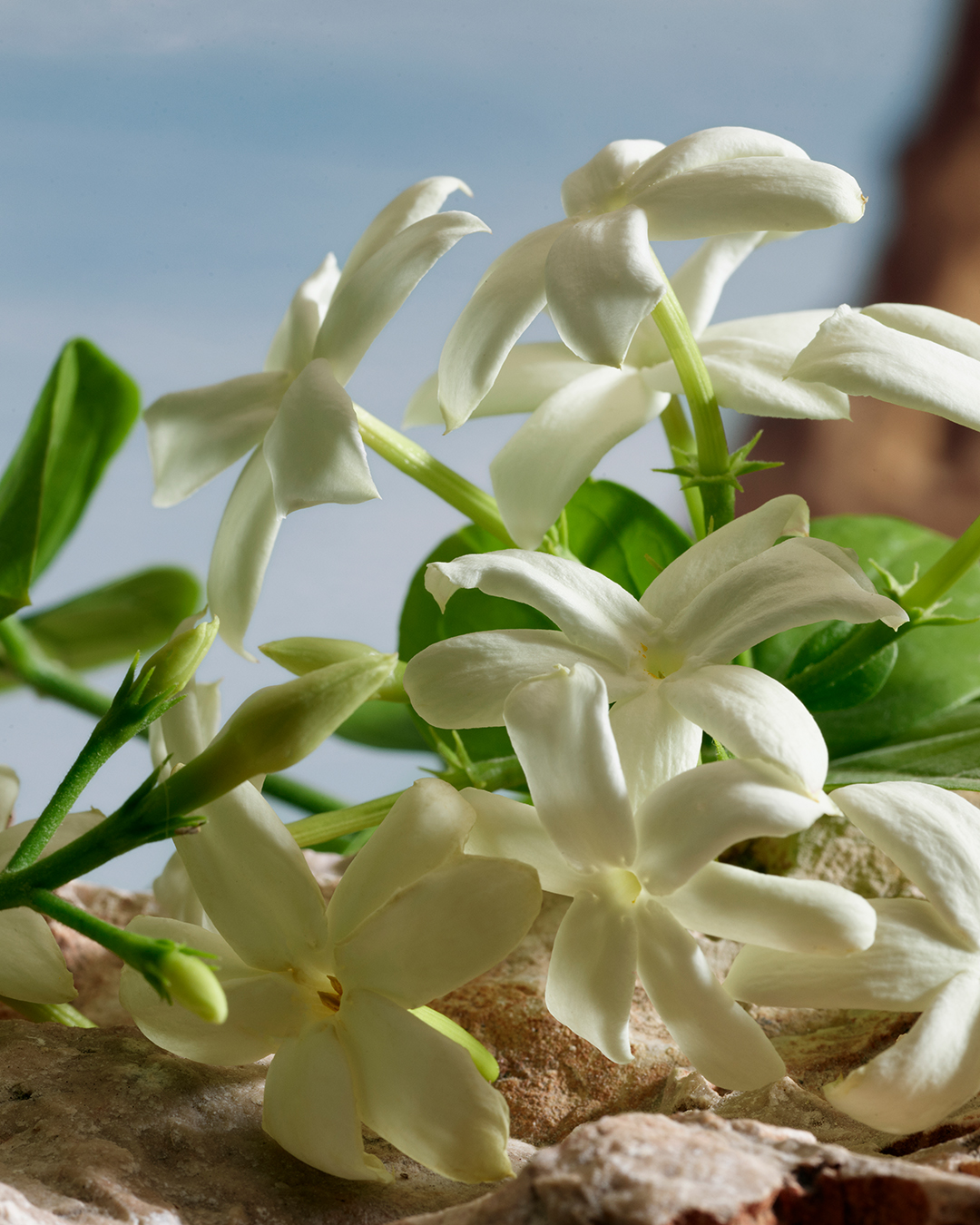 DG_FF25_EC_INGR_JASMINE_Q_BY_DG_PARFUM_100ML_8054754405057_JPG_4_5_300DPI