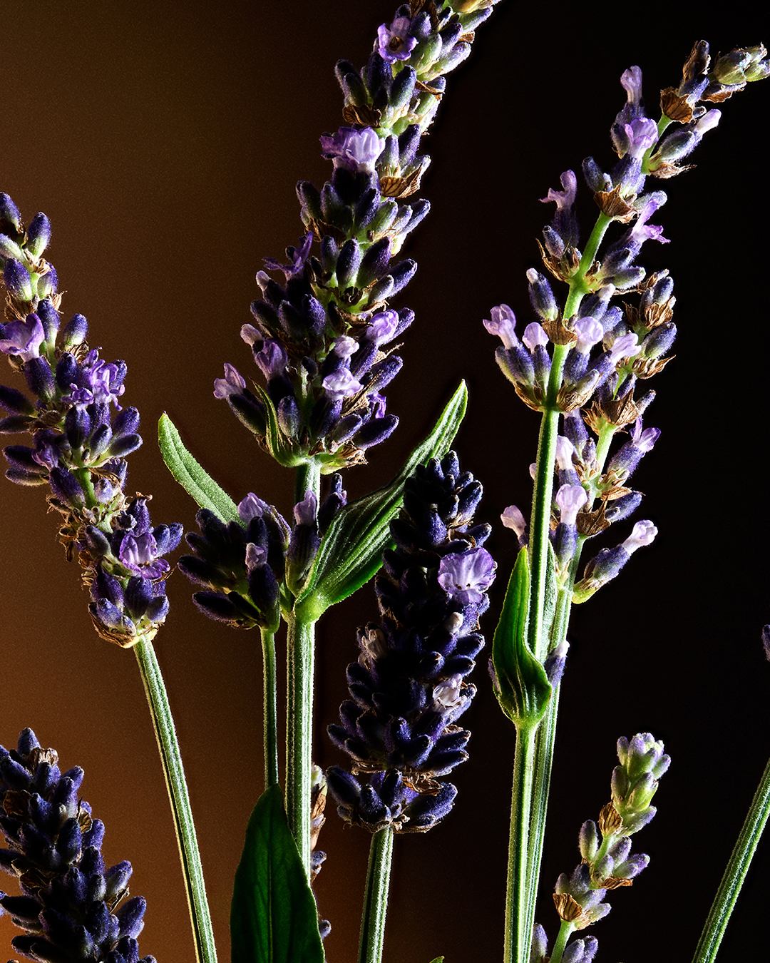 DG_FF_26_EC_SINGLE_INGRED_LAVANDER_TOPH_EDT_100ML_8057971180509_JPG_4_5_300DPI