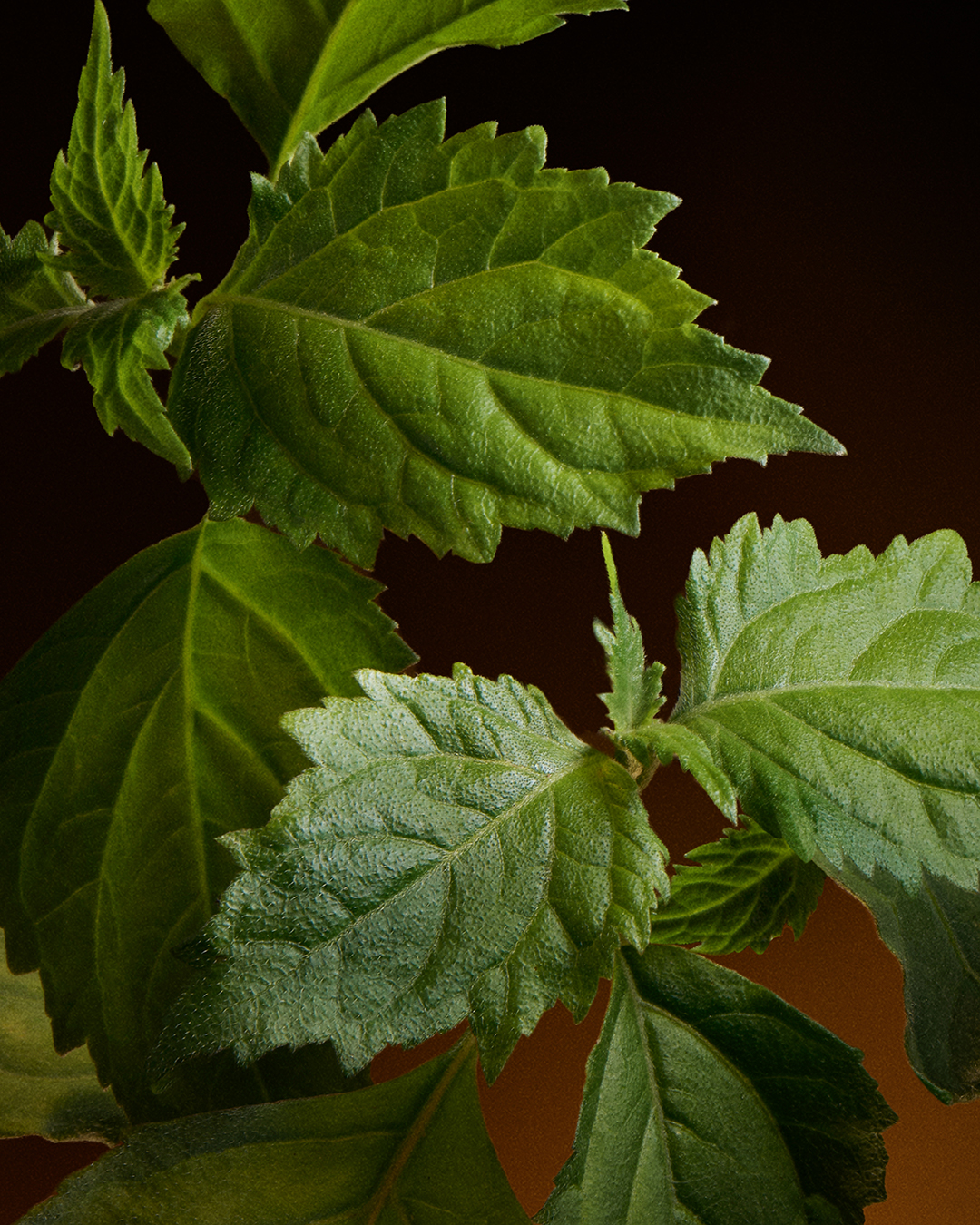 DG_FF_26_EC_SINGLE_INGRED_PATCHOULI_TOPH_GOLD_EDPI_100ML_8057971188727_JPG_4_5_300DPI