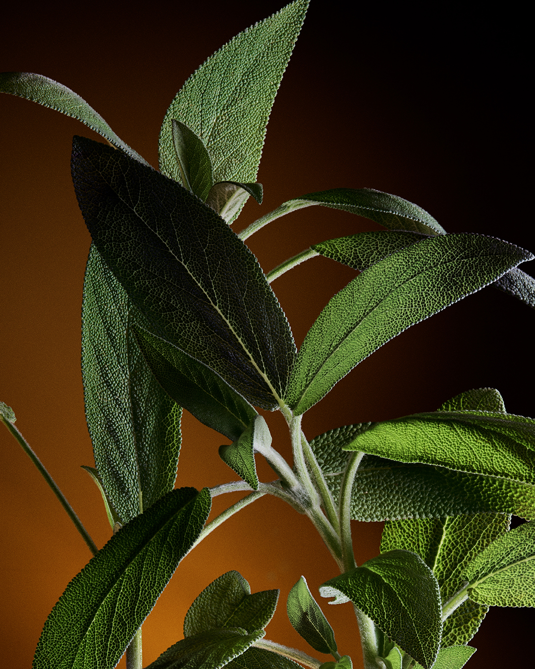 DG_FF_26_EC_SINGLE_INGRED_CLARY_SAGE_TOPH_GOLD_EDPI_100ML_8057971188727_JPG_4_5_300DPI