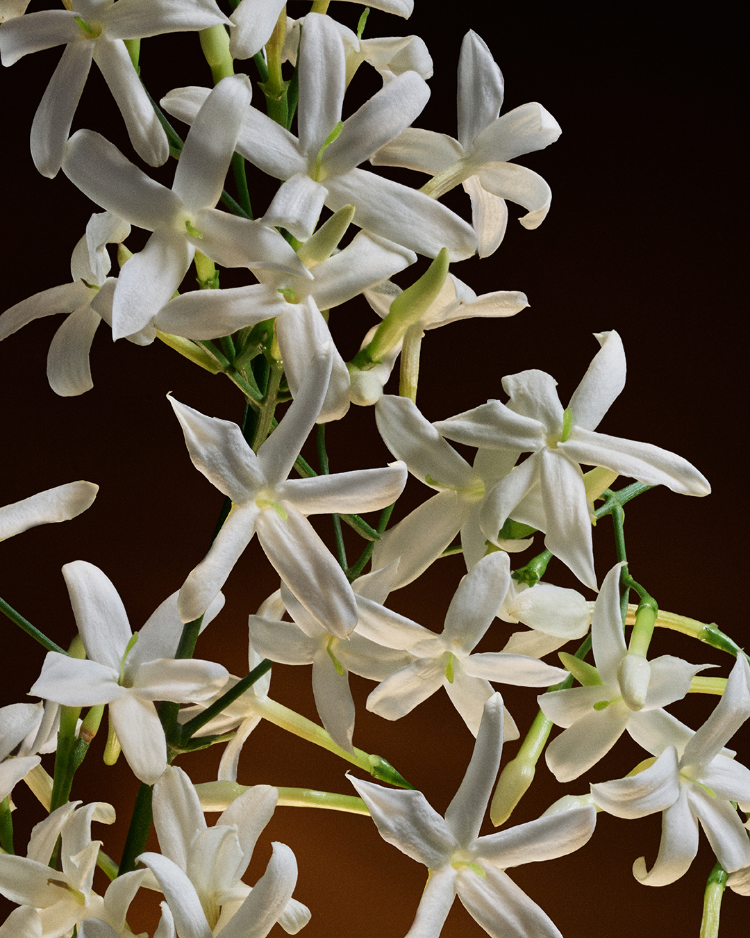 DG_FF_26_EC_SINGLE_INGRED_JASMINE_TO_GOLD_EDPI_75ML_8057971188680_JPG_4_5_300DPI